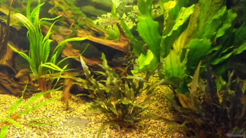 Pflanzen im Aquarium Becken 9553 von Sebastian Lehmann (5)