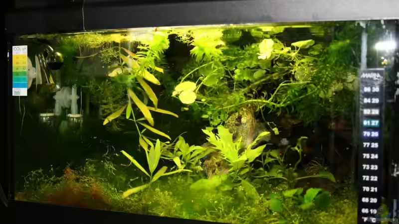 Pflanzen im Aquarium Becken 9559 von Plattenjaeger (7)