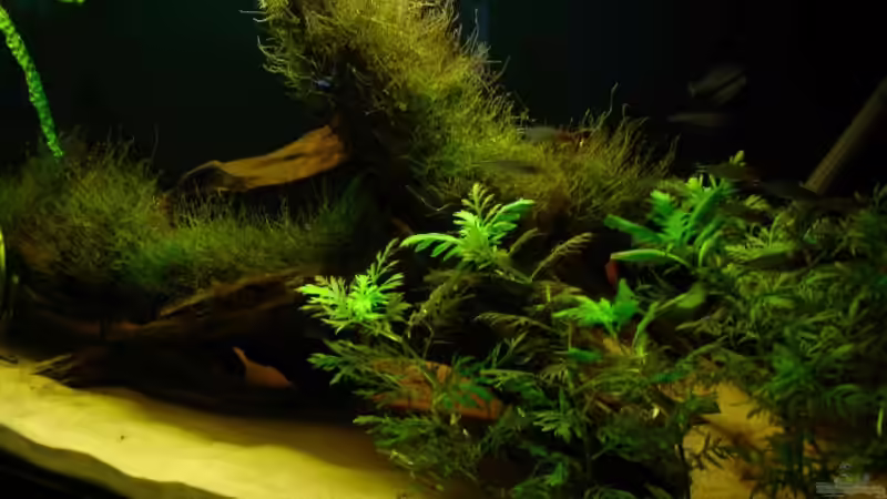 Pflanzen im Aquarium Becken 9562 von Heiko Bull (4)