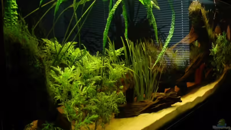 Pflanzen im Aquarium Becken 9562 von Heiko Bull (5)