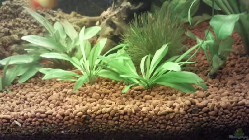 Pflanzen im Aquarium Becken 9565 von Andre Bierbaum (10)