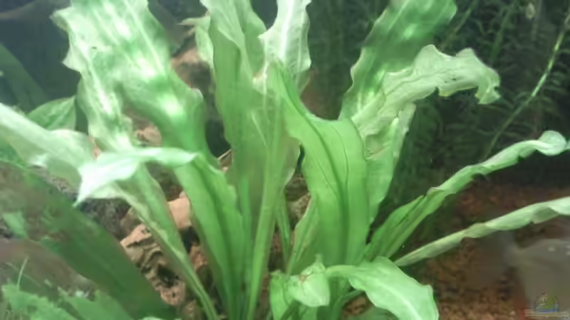 Pflanzen im Aquarium Becken 9565 von Andre Bierbaum (7)