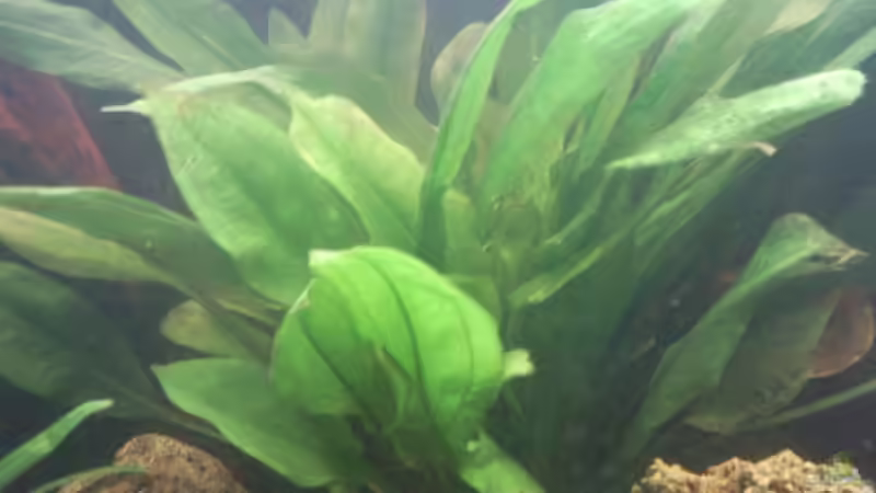Pflanzen im Aquarium Becken 9565 von Andre Bierbaum (8)