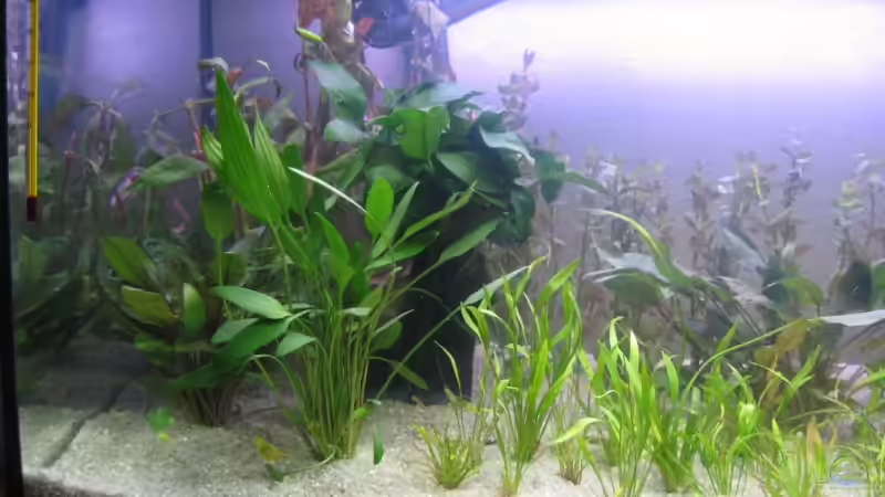 Pflanzen im Aquarium Becken 9571 von Sascha Bötzel (6)