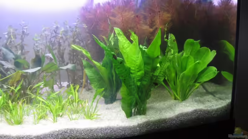Pflanzen im Aquarium Becken 9571 von Sascha Bötzel (7)