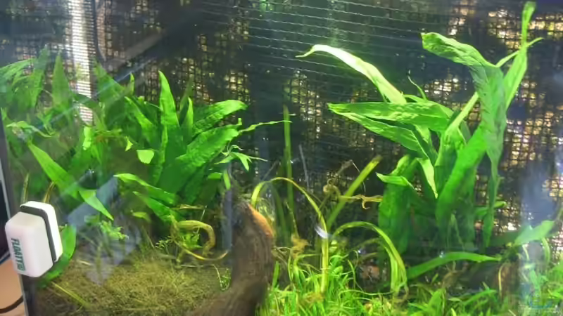 Pflanzen im Aquarium Becken 9574 von Plattenjaeger (2)