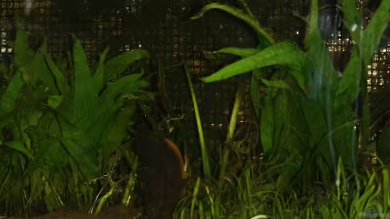 Pflanzen im Aquarium Becken 9574 von Plattenjaeger (3)