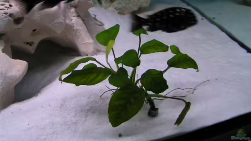 Pflanzen im Aquarium Becken 959 von Eugen Margulis (5)