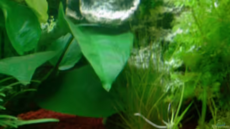 Pflanzen im Aquarium Becken 9590 von @corydoras (2)