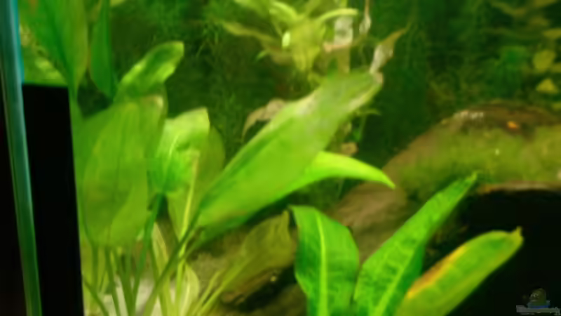 Pflanzen im Aquarium Becken 9591 von @corydoras (2)