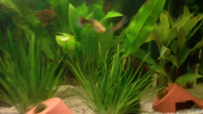 Pflanzen im Aquarium Becken 9591 von @corydoras (3)