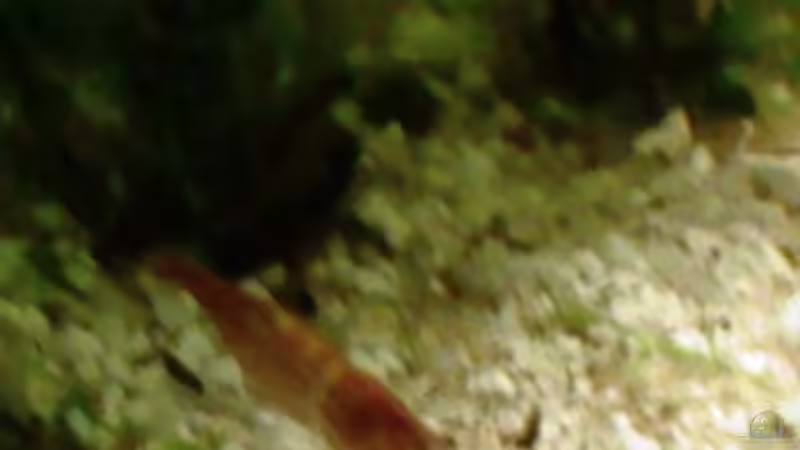 Pflanzen im Aquarium Becken 9591 von @corydoras (4)