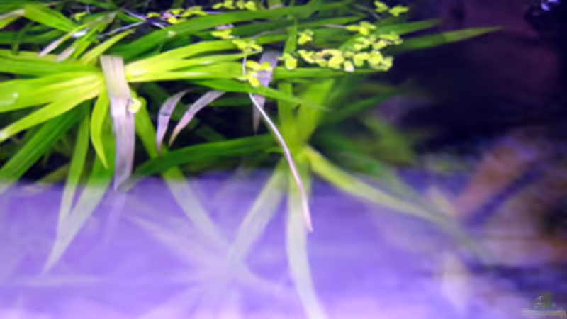 Pflanzen im Aquarium Becken 9592 von katharina (9)