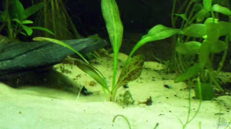 Pflanzen im Aquarium Becken 9595 von Alexander Pohl (5)