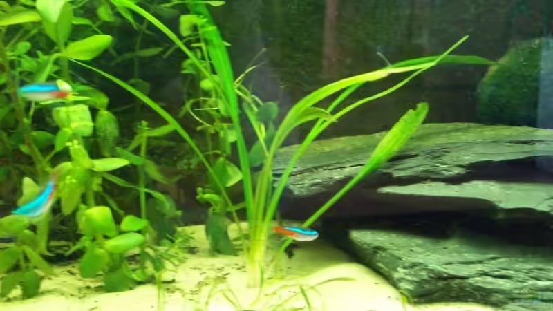 Pflanzen im Aquarium Becken 9595 von Alexander Pohl (6)