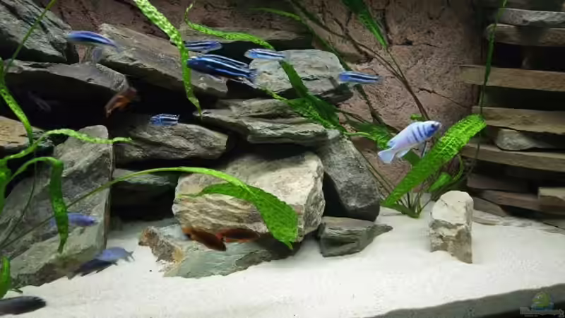 Pflanzen im Aquarium Becken 9607 - Nur noch Beispiel! von Branjo (10)