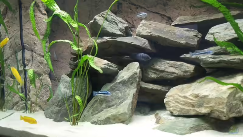 Pflanzen im Aquarium Becken 9607 - Nur noch Beispiel! von Branjo (9)