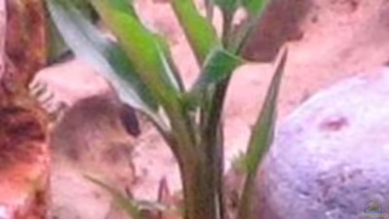 Pflanzen im Aquarium Becken 9609 von Gaspode (5)