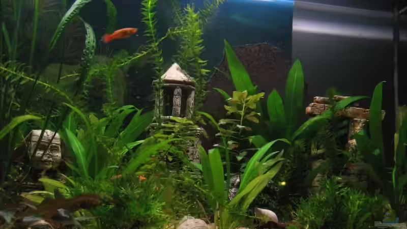 Pflanzen im Aquarium Becken 9609 von Gaspode (7)