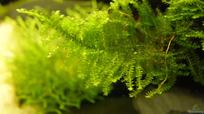 Pflanzen im Aquarium Becken 9614 von Tino Laue (14)