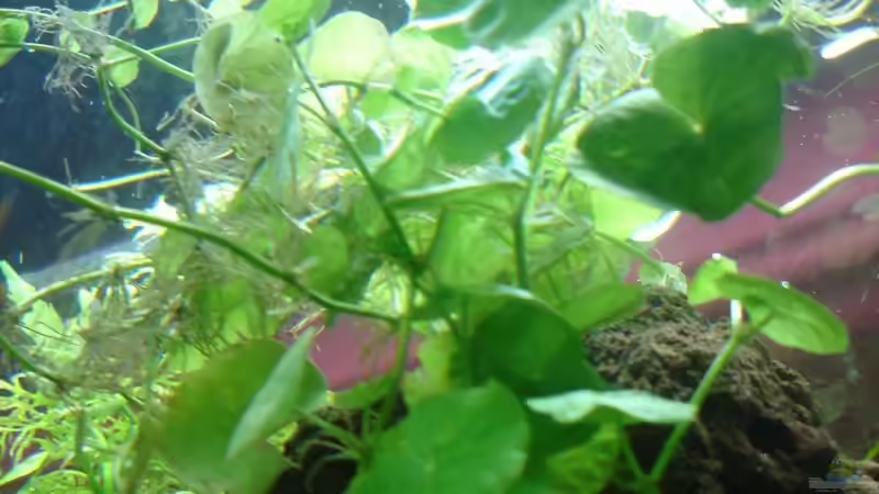 Pflanzen im Aquarium Becken 9690 von iptila (10)