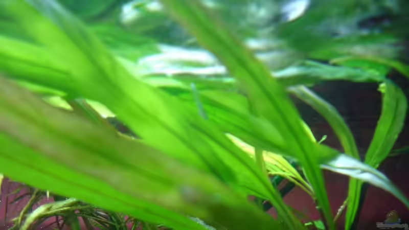 Pflanzen im Aquarium Becken 9690 von iptila (11)