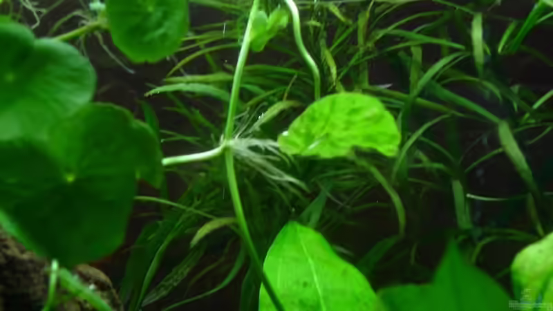 Pflanzen im Aquarium Becken 9690 von iptila (8)