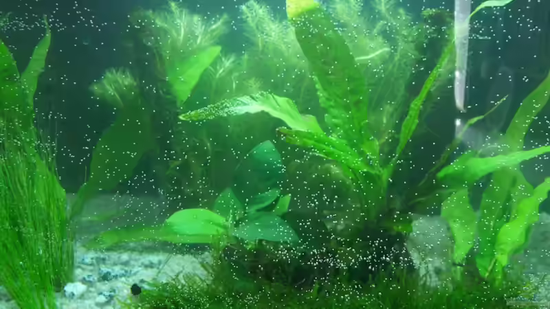 Pflanzen im Aquarium Becken 9700 von carina (2)