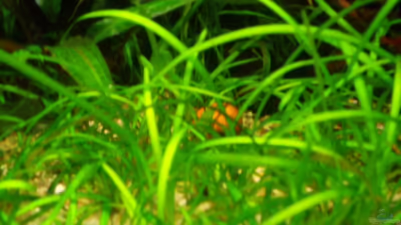 Pflanzen im Aquarium Becken 9721 von Peggy Findeisen (4)