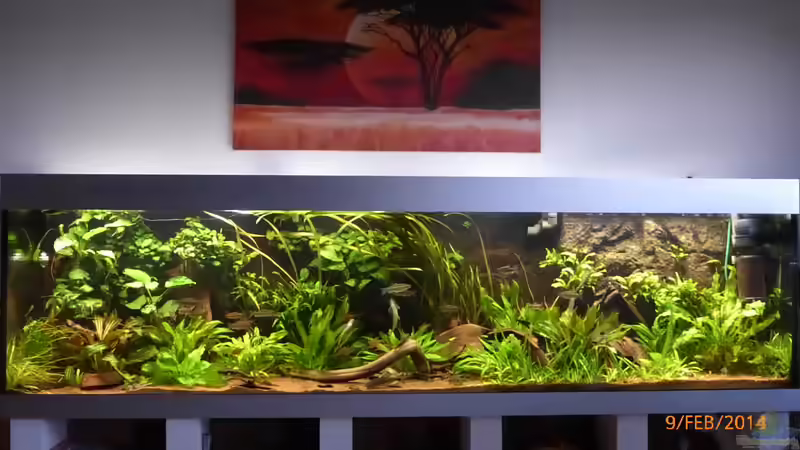 Pflanzen im Aquarium Becken 9749 (nur noch als Beispiel) von Blackwater (4)