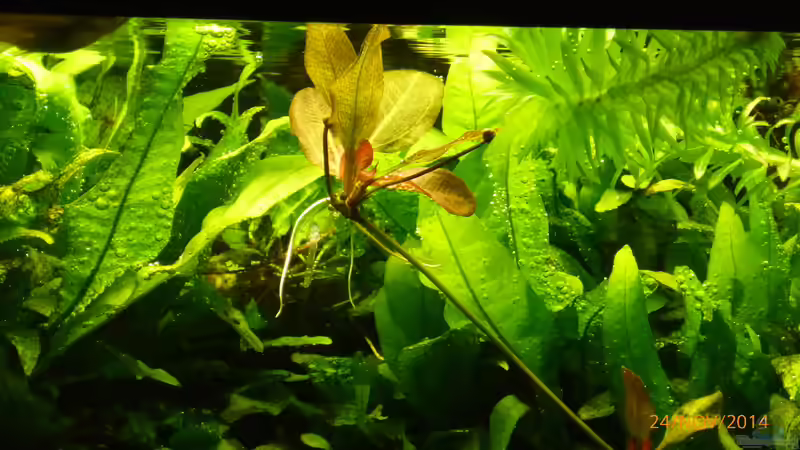 Pflanzen im Aquarium Becken 9749 (nur noch als Beispiel) von Blackwater (6)