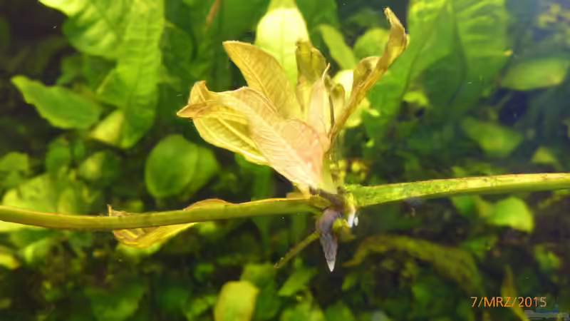 Pflanzen im Aquarium Becken 9749 (nur noch als Beispiel) von Blackwater (9)