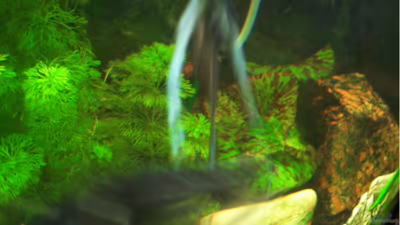 Pflanzen im Aquarium Becken 976 von Claus Belli (3)