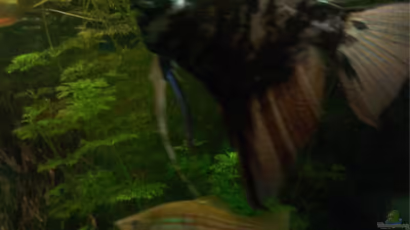 Pflanzen im Aquarium Becken 976 von Claus Belli (4)