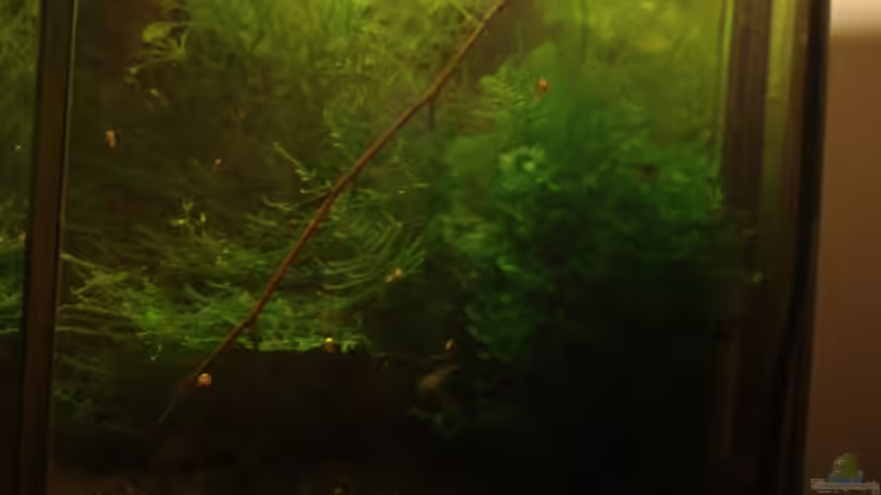 Pflanzen im Aquarium Becken 9764 von aetti (5)