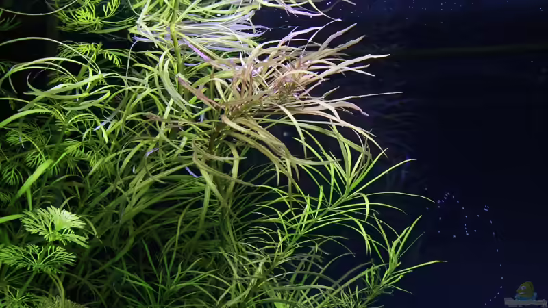 Pflanzen im Aquarium Becken 9788 von Michael Schwendinger (6)