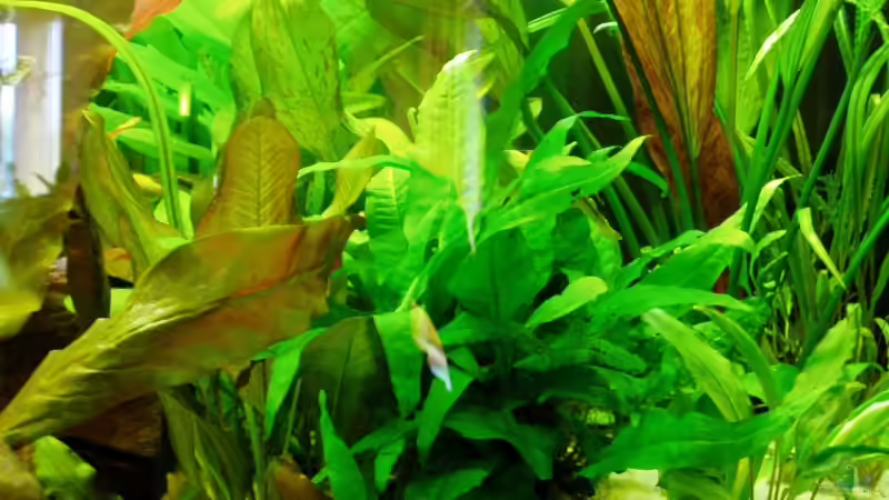 Pflanzen im Aquarium Becken 9807 von Funky (11)
