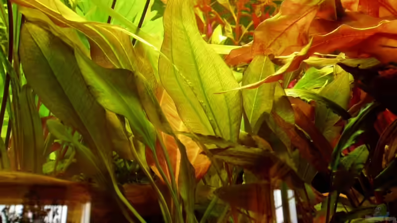 Pflanzen im Aquarium Becken 9807 von Funky (13)