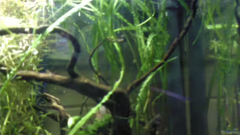 Pflanzen im Aquarium Becken 9826 von ruepel-rocker (3)