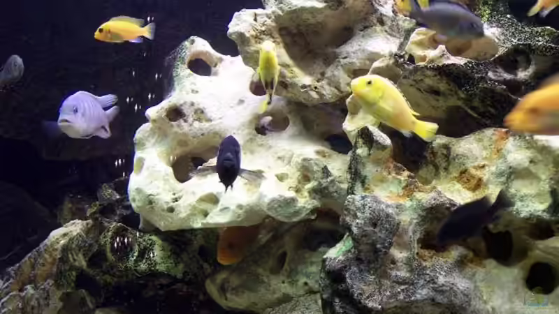 Pflanzen im Aquarium Becken 985 von Andreas Petkelis (2)