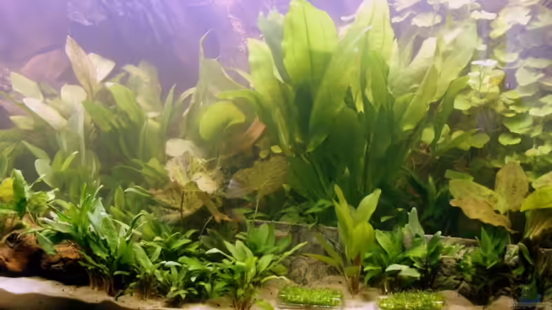 Pflanzen im Aquarium Becken 988 von msp99 (16)