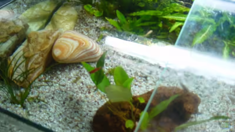 Pflanzen im Aquarium Becken 9913 von Dominik Laufer (4)