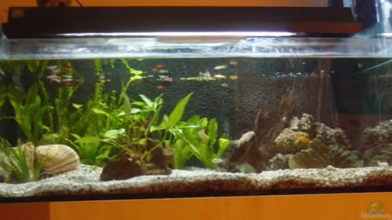 Pflanzen im Aquarium Becken 9913 von Dominik Laufer (5)