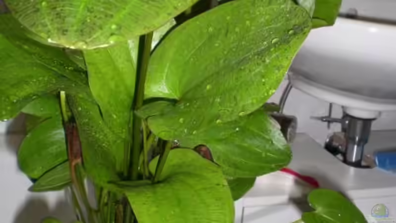 Pflanzen im Aquarium Becken 9926 von Angelfish (5)