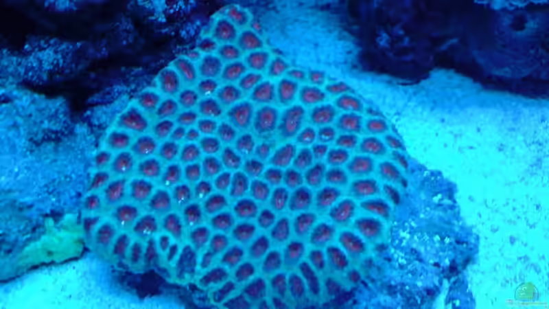 Pflanzen im Aquarium Becken 9928 von der Preusse (10)