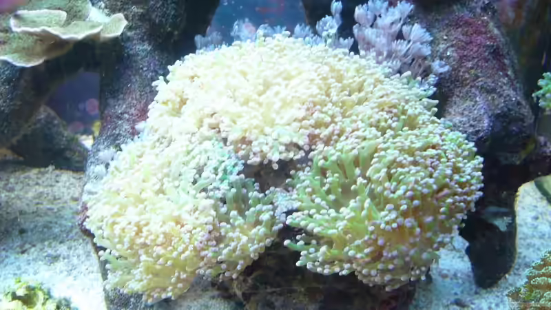 Pflanzen im Aquarium Becken 9928 von der Preusse (11)