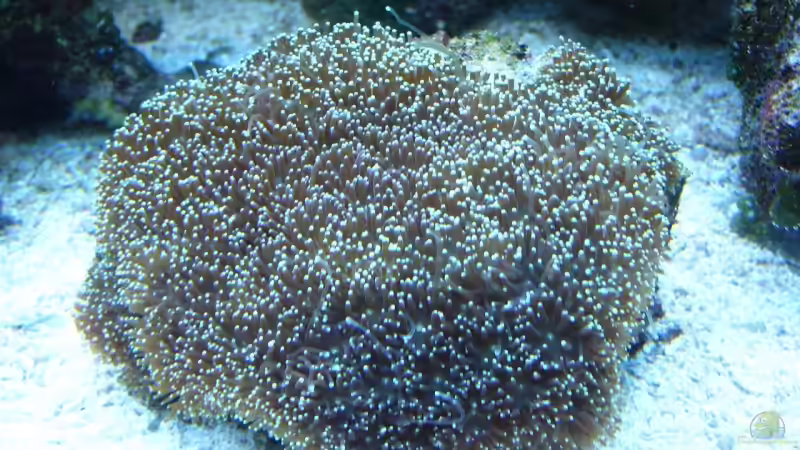 Pflanzen im Aquarium Becken 9928 von der Preusse (12)