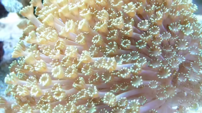 Pflanzen im Aquarium Becken 9928 von der Preusse (13)