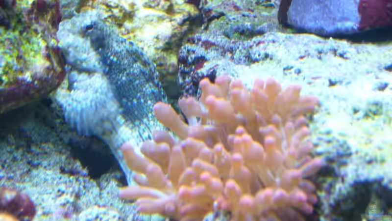 Pflanzen im Aquarium Becken 9928 von der Preusse (14)