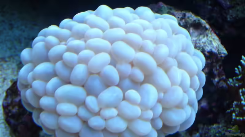 Pflanzen im Aquarium Becken 9928 von der Preusse (15)